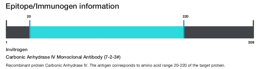 Carbonic Anhydrase IV Monoclonal Antibody (7-2-3#)