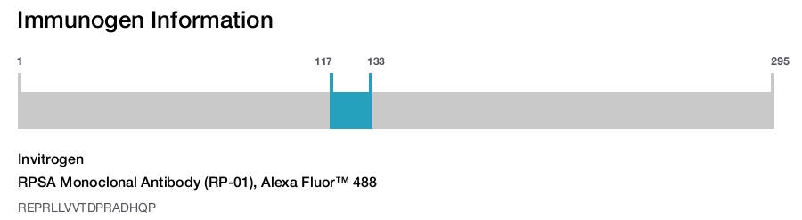 RPSA Monoclonal Antibody (RP-01), Alexa Fluor™ 488