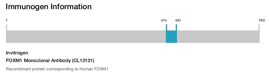 FOXM1 Monoclonal Antibody (CL12131)