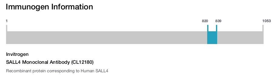 SALL4 Monoclonal Antibody (CL12180)