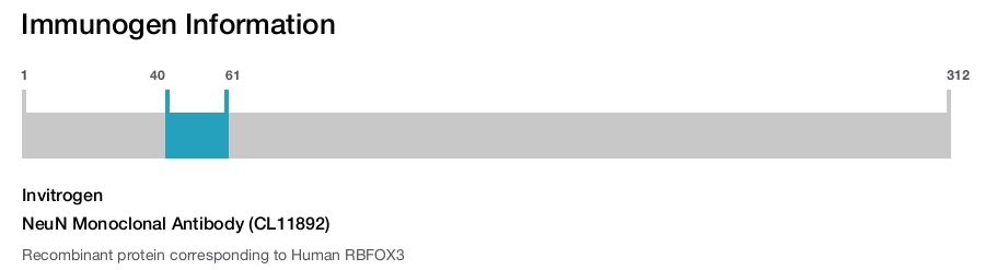 NeuN Monoclonal Antibody (CL11892)