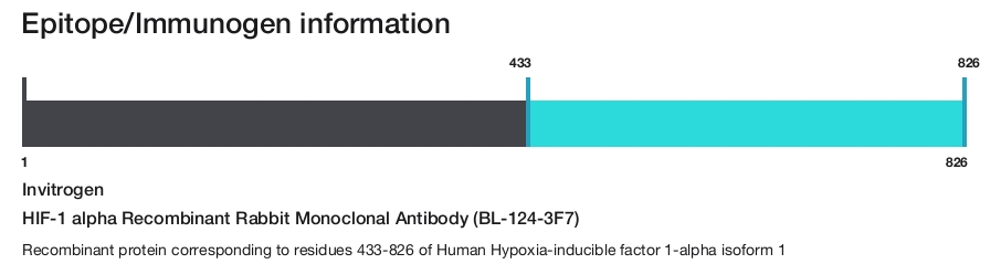 HIF-1 alpha Recombinant Rabbit Monoclonal Antibody (BL-124-3F7)