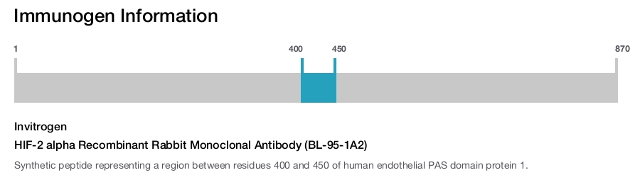 HIF-2 alpha Recombinant Rabbit Monoclonal Antibody (BL-95-1A2)