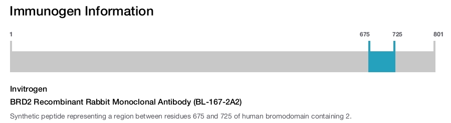 BRD2 Recombinant Rabbit Monoclonal Antibody (BL-167-2A2)