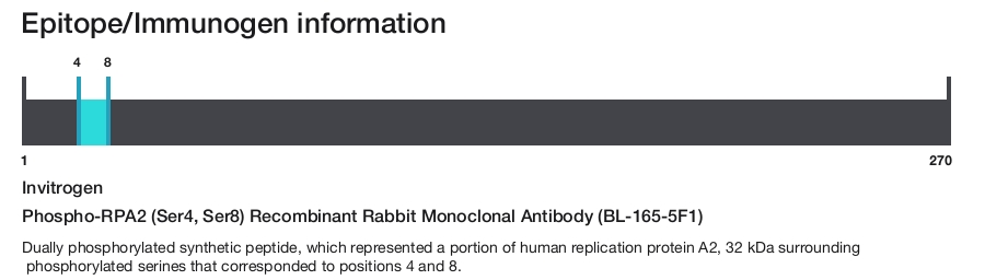 Phospho-RPA2 (Ser4, Ser8) Recombinant Rabbit Monoclonal Antibody (BL-165-5F1)