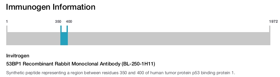 53BP1 Recombinant Rabbit Monoclonal Antibody (BL-250-1H11)