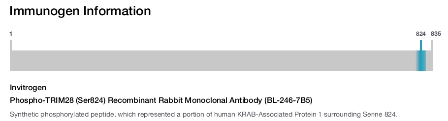 Phospho-TRIM28 (Ser824) Recombinant Rabbit Monoclonal Antibody (BL-246-7B5)