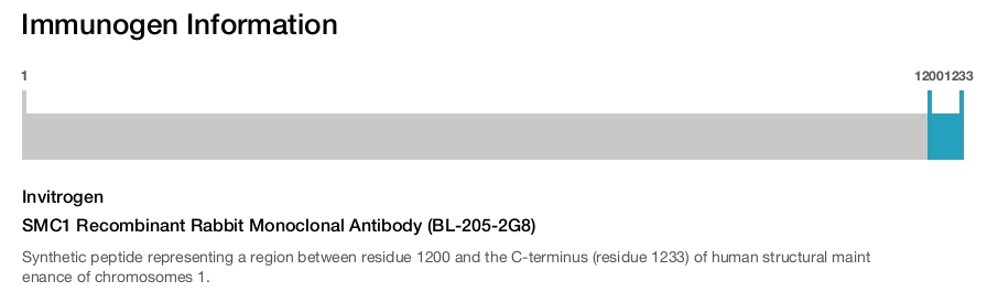 SMC1 Recombinant Rabbit Monoclonal Antibody (BL-205-2G8)