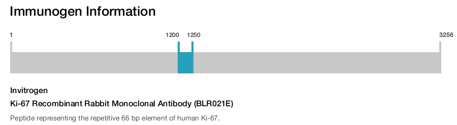 Ki-67 Recombinant Rabbit Monoclonal Antibody (BLR021E)