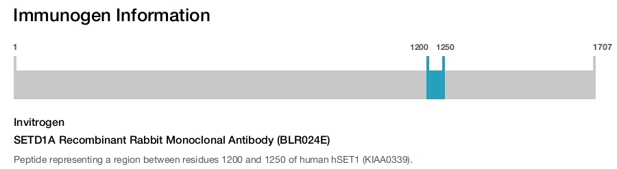 SETD1A Recombinant Rabbit Monoclonal Antibody (BLR024E)