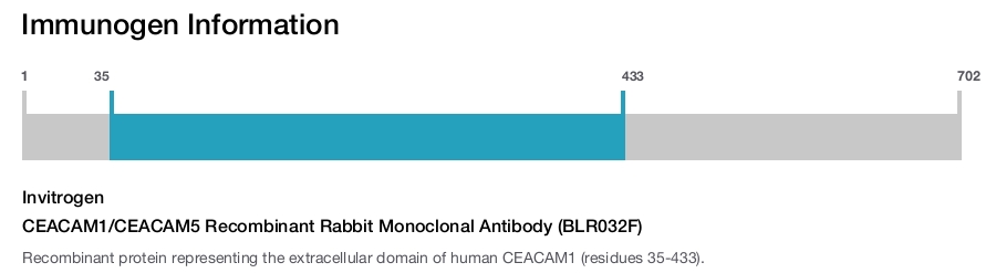 CEACAM1/CEACAM5 Recombinant Rabbit Monoclonal Antibody (BLR032F)