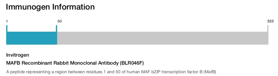 MAFB Recombinant Rabbit Monoclonal Antibody (BLR046F)
