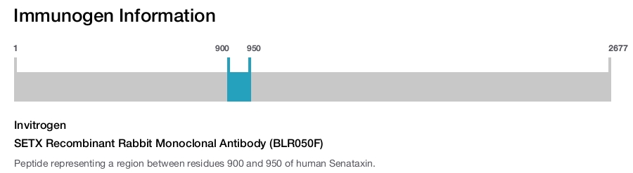 SETX Recombinant Rabbit Monoclonal Antibody (BLR050F)