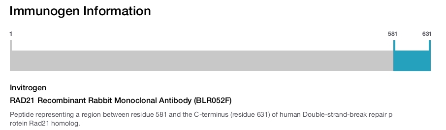 RAD21 Recombinant Rabbit Monoclonal Antibody (BLR052F)
