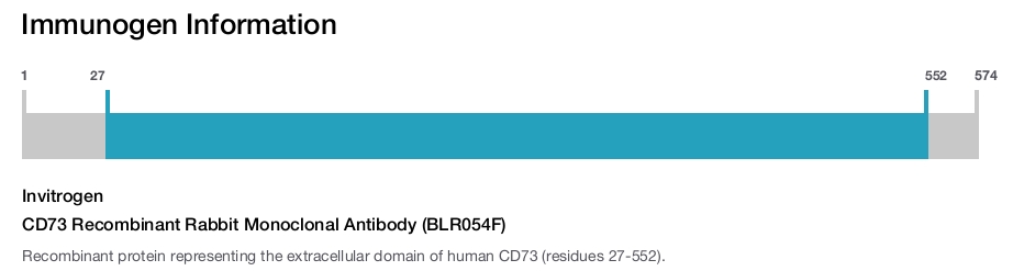 CD73 Recombinant Rabbit Monoclonal Antibody (BLR054F)