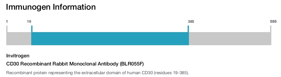 CD30 Recombinant Rabbit Monoclonal Antibody (BLR055F)