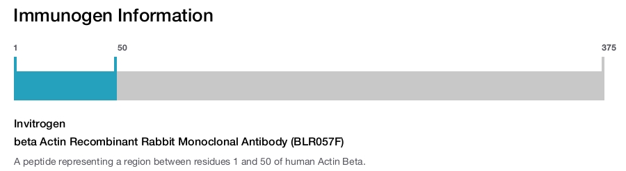beta Actin Recombinant Rabbit Monoclonal Antibody (BLR057F)