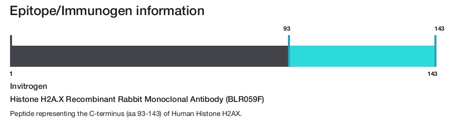 Histone H2A.X Recombinant Rabbit Monoclonal Antibody (BLR059F)