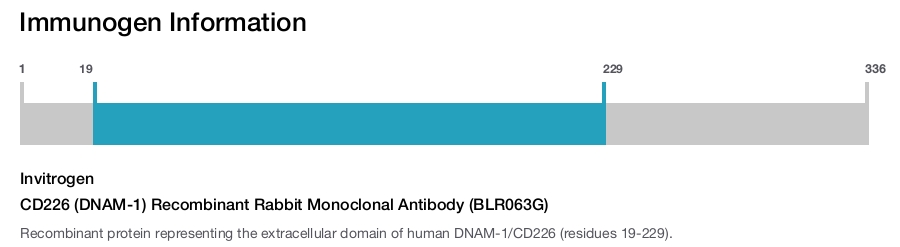 CD226 (DNAM-1) Recombinant Rabbit Monoclonal Antibody (BLR063G)