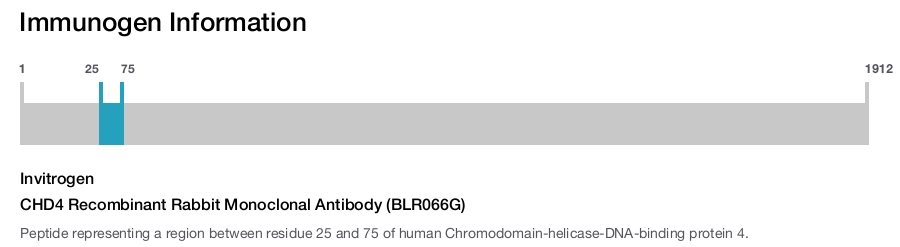 CHD4 Recombinant Rabbit Monoclonal Antibody (BLR066G)