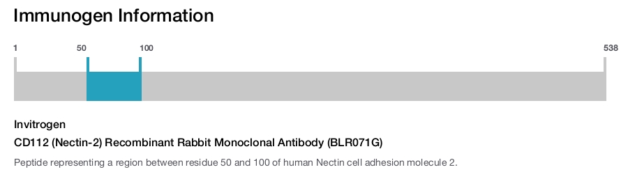 CD112 (Nectin-2) Recombinant Rabbit Monoclonal Antibody (BLR071G)