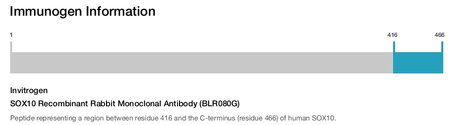 SOX10 Recombinant Rabbit Monoclonal Antibody (BLR080G)