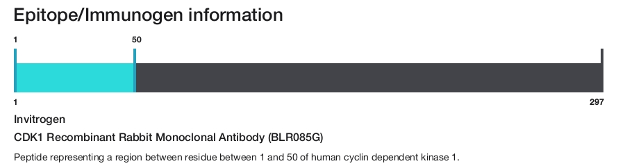 CDK1 Recombinant Rabbit Monoclonal Antibody (BLR085G)