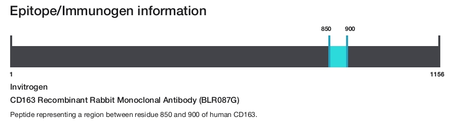 CD163 Recombinant Rabbit Monoclonal Antibody (BLR087G)