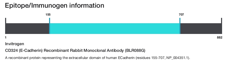 CD324 (E-Cadherin) Recombinant Rabbit Monoclonal Antibody (BLR088G)