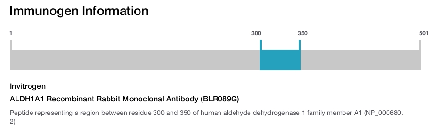 ALDH1A1 Recombinant Rabbit Monoclonal Antibody (BLR089G)