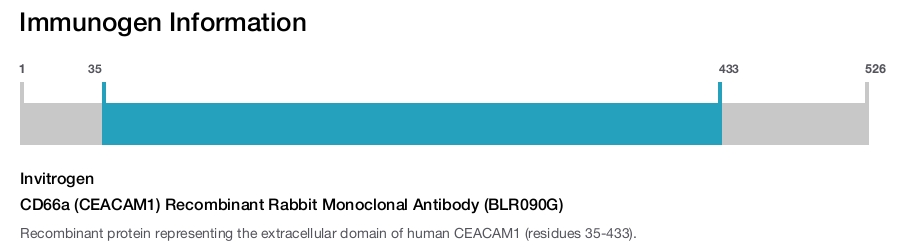 CD66a (CEACAM1) Recombinant Rabbit Monoclonal Antibody (BLR090G)