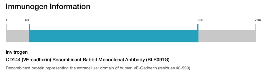 CD144 (VE-cadherin) Recombinant Rabbit Monoclonal Antibody (BLR091G)