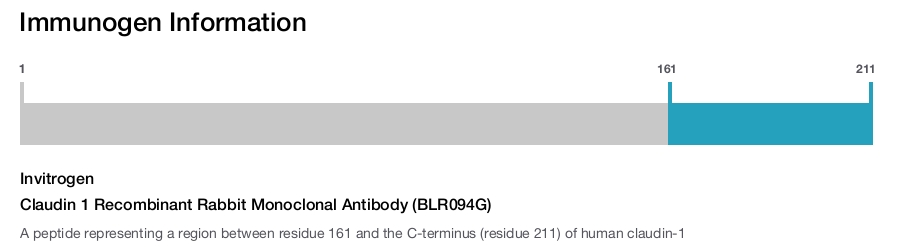 Claudin 1 Recombinant Rabbit Monoclonal Antibody (BLR094G)
