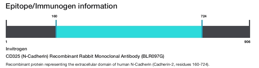 CD325 (N-Cadherin) Recombinant Rabbit Monoclonal Antibody (BLR097G)