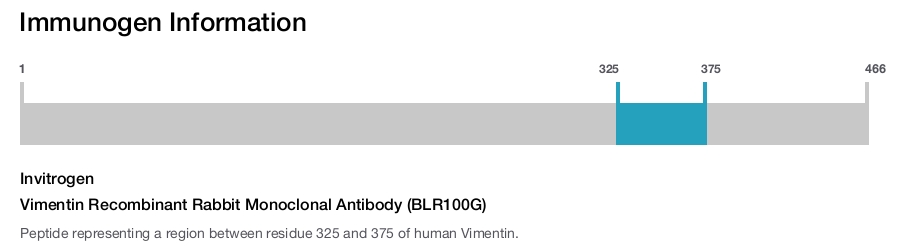 Vimentin Recombinant Rabbit Monoclonal Antibody (BLR100G)