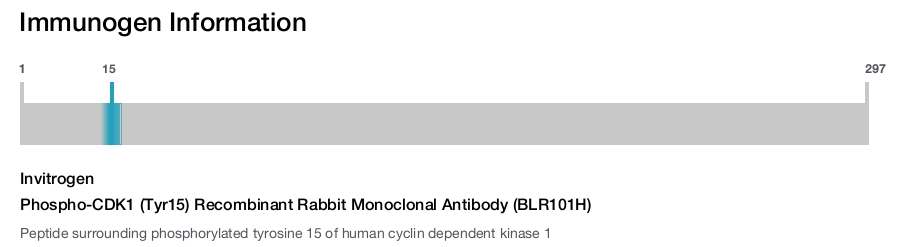 Phospho-CDK1 (Tyr15) Recombinant Rabbit Monoclonal Antibody (BLR101H)