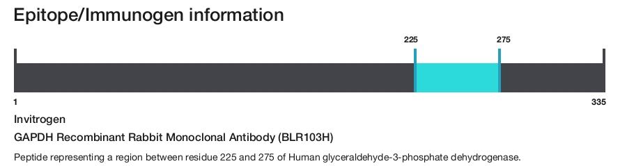 GAPDH Recombinant Rabbit Monoclonal Antibody (BLR103H)
