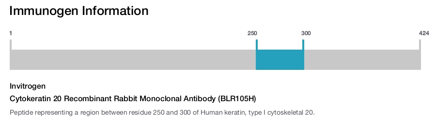 Cytokeratin 20 Recombinant Rabbit Monoclonal Antibody (BLR105H)