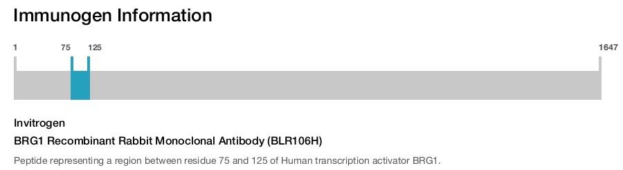 BRG1 Recombinant Rabbit Monoclonal Antibody (BLR106H)