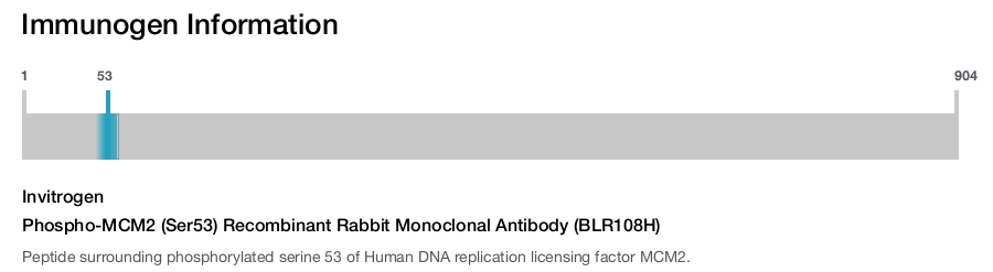 Phospho-MCM2 (Ser53) Recombinant Rabbit Monoclonal Antibody (BLR108H)