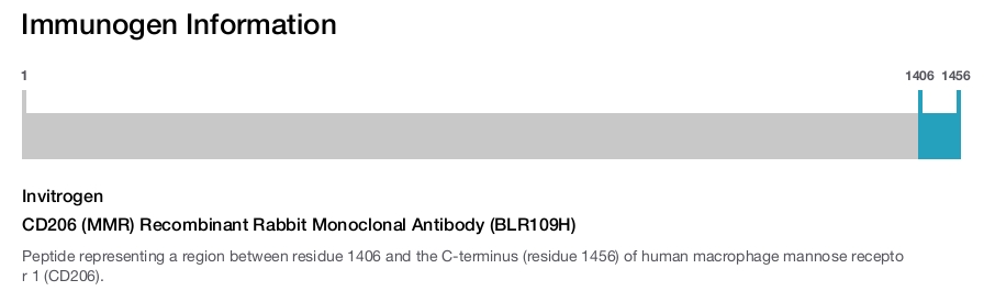 CD206 (MMR) Recombinant Rabbit Monoclonal Antibody (BLR109H)
