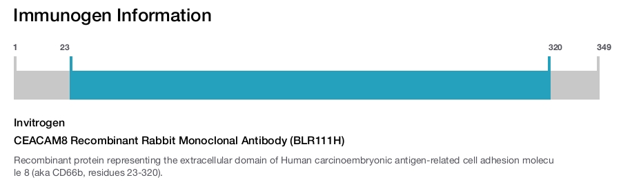 CEACAM8 Recombinant Rabbit Monoclonal Antibody (BLR111H)