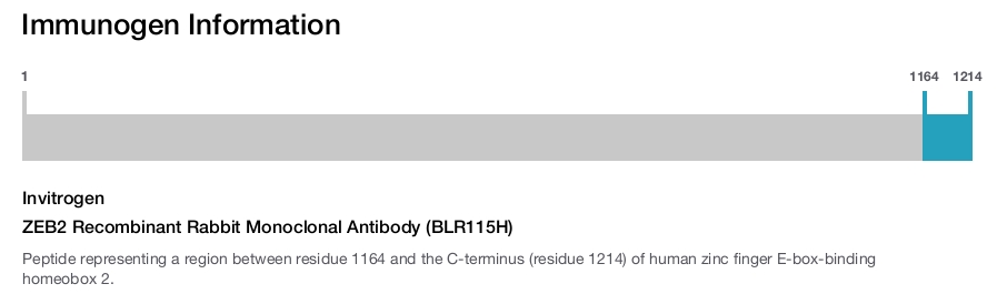 ZEB2 Recombinant Rabbit Monoclonal Antibody (BLR115H)