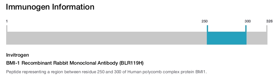 BMI-1 Recombinant Rabbit Monoclonal Antibody (BLR119H)