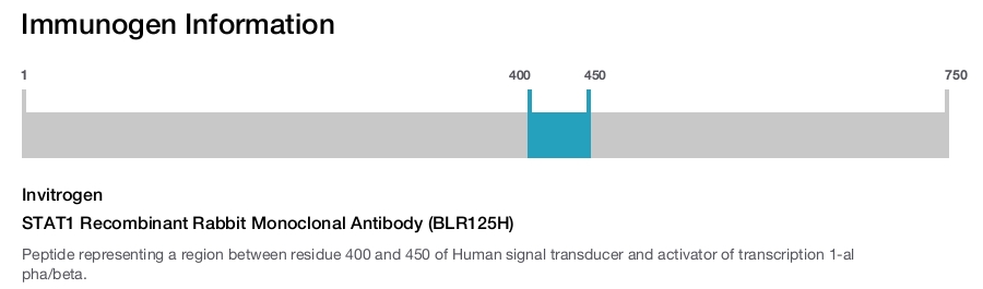 STAT1 Recombinant Rabbit Monoclonal Antibody (BLR125H)