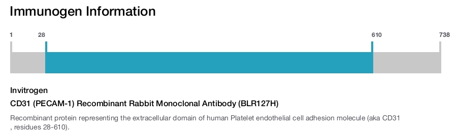 CD31 (PECAM-1) Recombinant Rabbit Monoclonal Antibody (BLR127H)