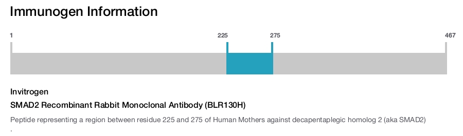 SMAD2 Recombinant Rabbit Monoclonal Antibody (BLR130H)
