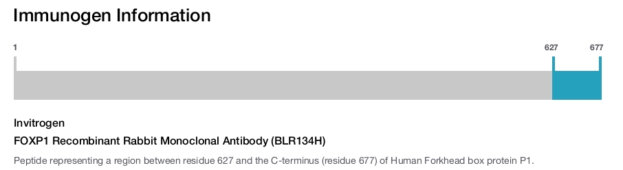 FOXP1 Recombinant Rabbit Monoclonal Antibody (BLR134H)