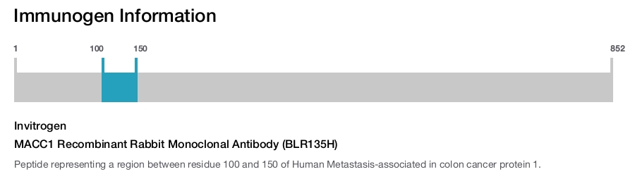 MACC1 Recombinant Rabbit Monoclonal Antibody (BLR135H)