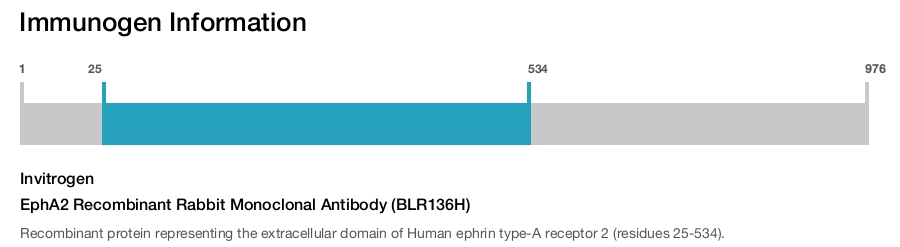 EphA2 Recombinant Rabbit Monoclonal Antibody (BLR136H)